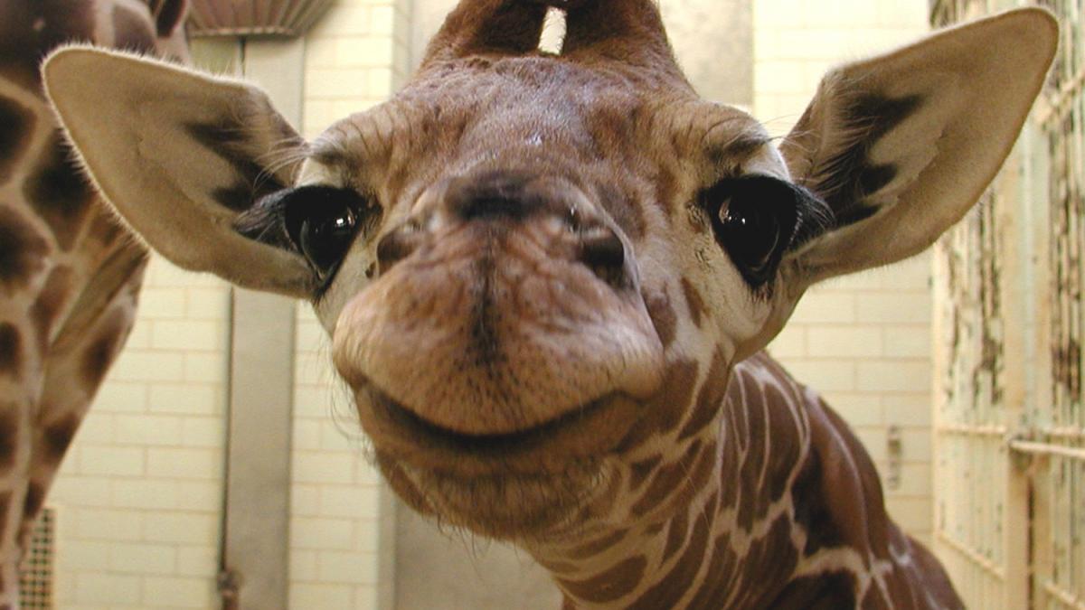 smiling-baby-giraffe.jpg