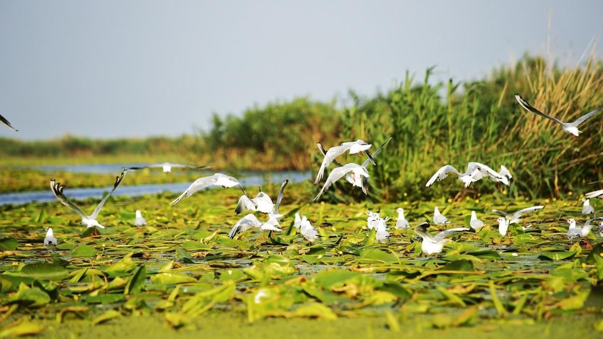 delta_dunarii_dobrogea_romania_20.jpg