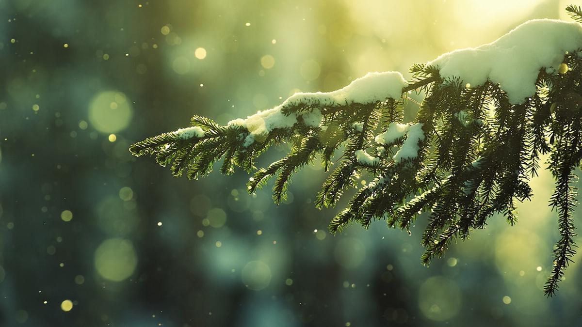 tree-forest-winter-sun-wallpaper-1920x1080.jpg