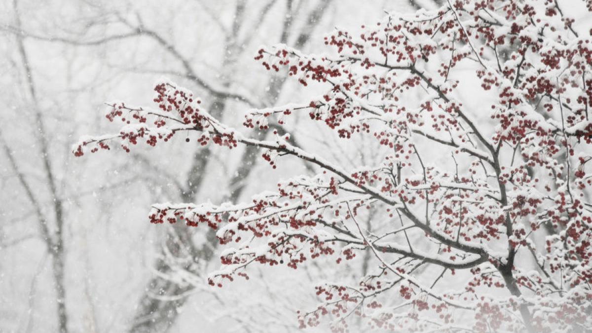 berry_snowstorm_wallpaper_by_DyingBeautyStock.jpg