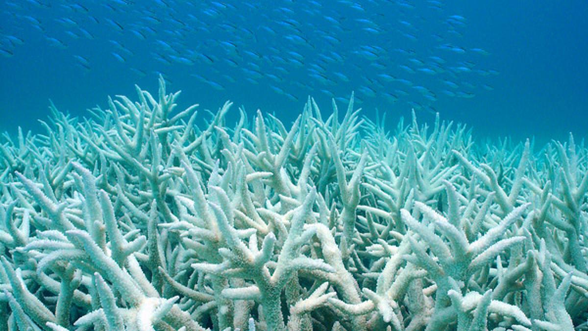 coral_bleaching.jpg