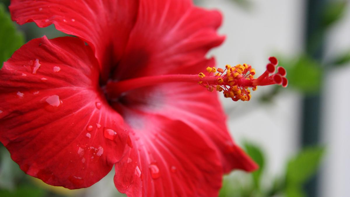 red-hibiscus.jpg