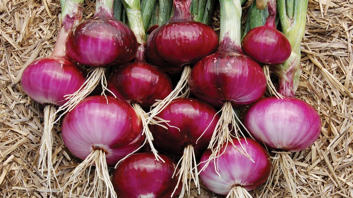 Red-Onions.jpg