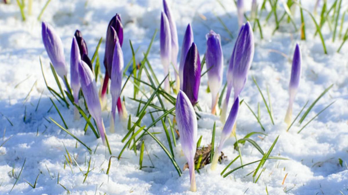 spring-flower-and-snow.jpg