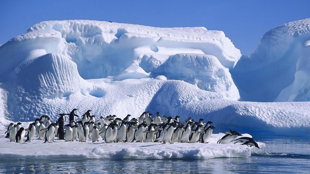 Antarctic-glaciers-and-penguins---ice-wallpaper-1920x1080.jpg