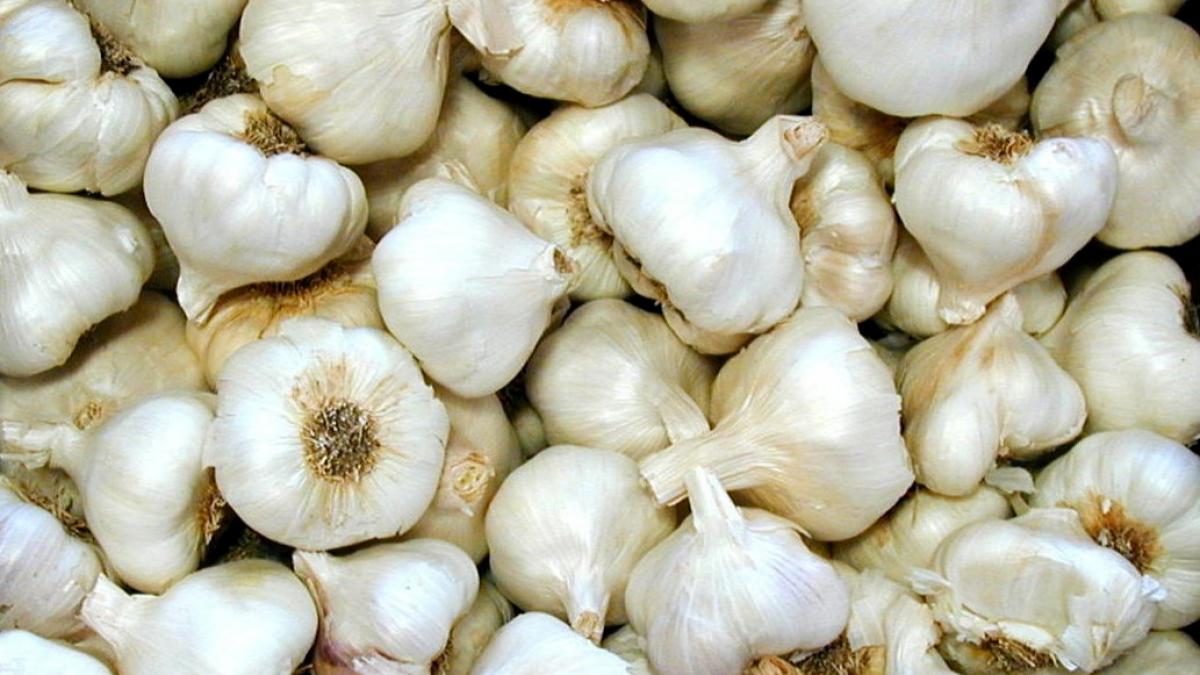 garlic-5.jpg