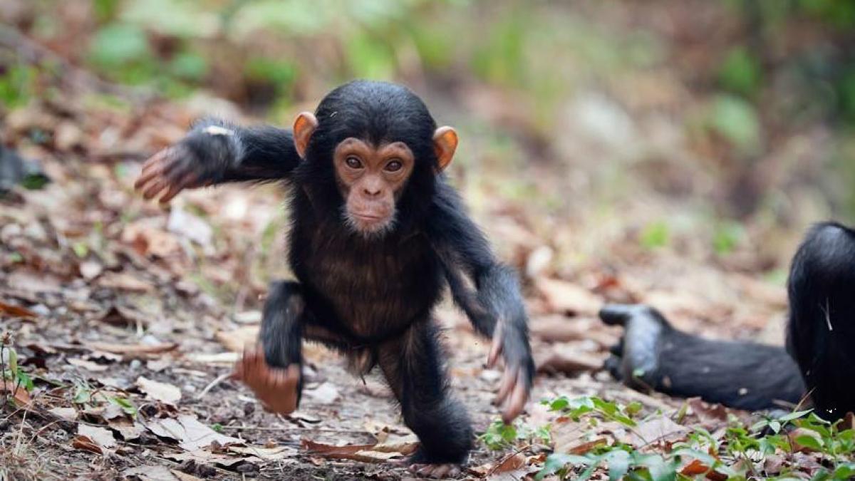 Baby chimpanzee.jpg