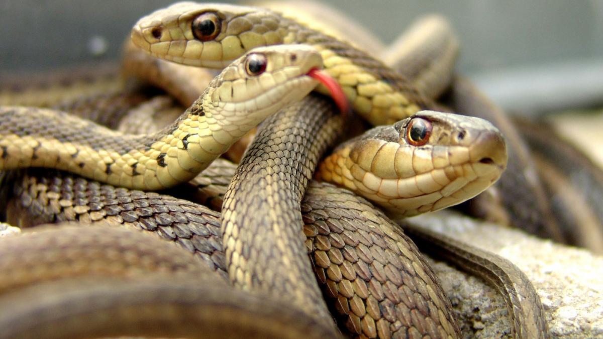 big-snake-high-definition-wallpapers-lovely-desktop-background-pictures-widescreen.jpg