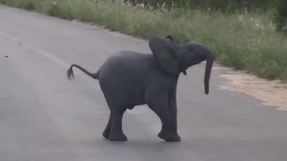 elefant.jpg