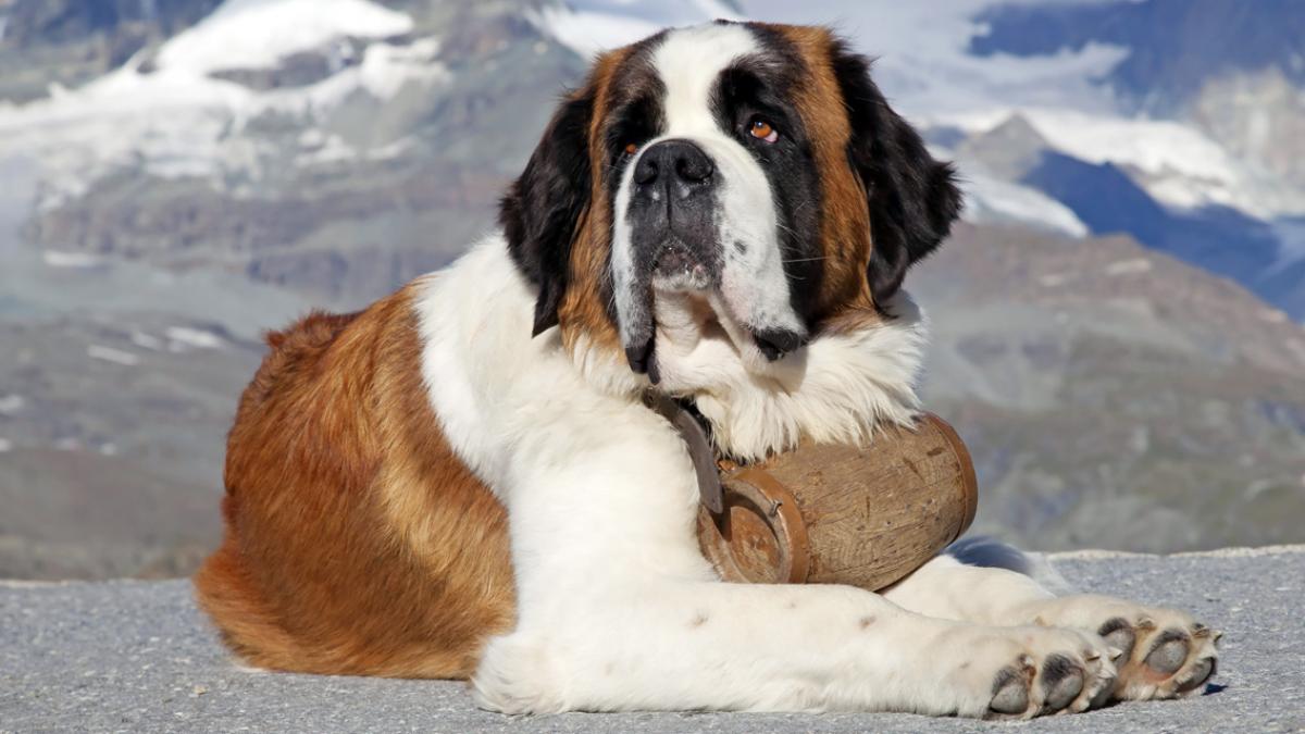 Saint-Bernard.jpg