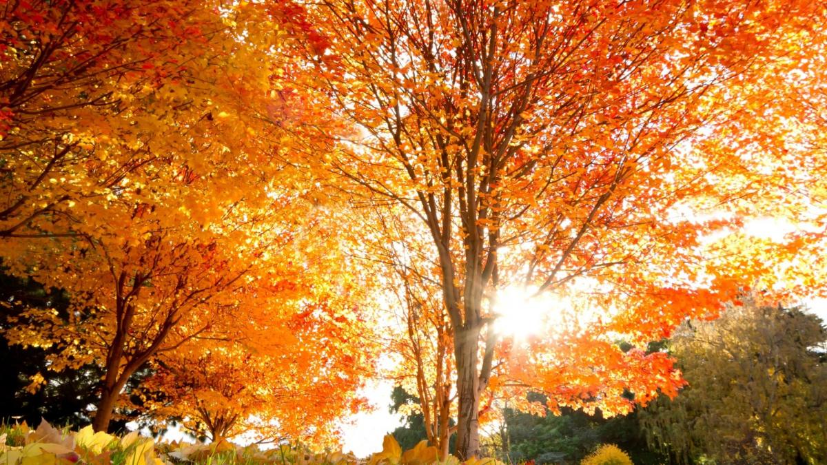 Autumn Wallpapers For Mac A Warm September Light1109.jpeg