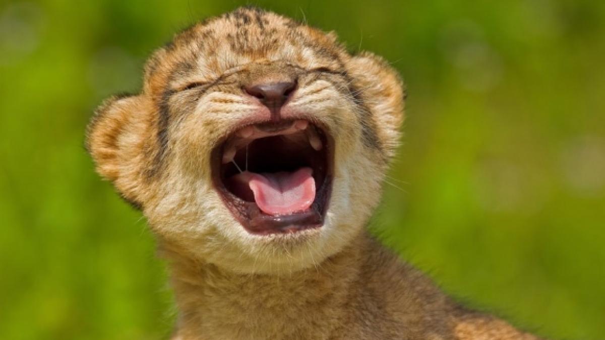 l-Lion-cubs-mighty-roar.jpg