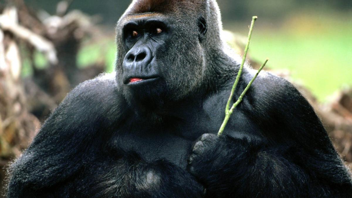 Candid_Western_Lowland_Gorilla.jpg