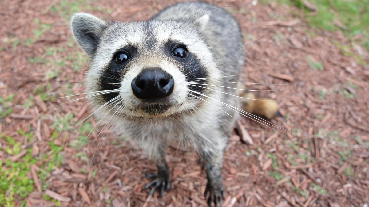 Curious_Raccoon.jpg