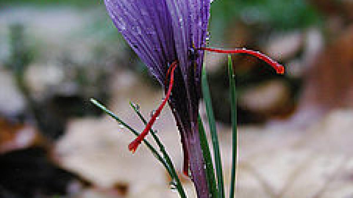 240px-Saffran_crocus_sativus_moist.jpg