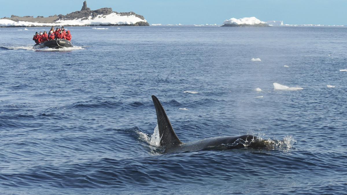 Gohagan_2014_Antarctica_04_PeopleWhales_No-768_-?NatalieMitchel.jpg