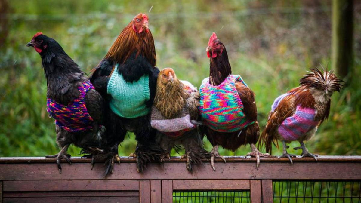 knits-tiny-chicken-jumpers-battery-hens-nicola-congdon-cornwall-61.jpg