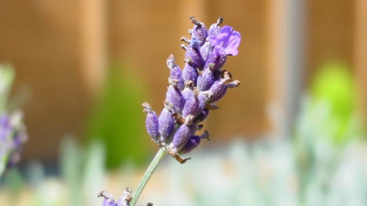 lavander-1503364.jpg