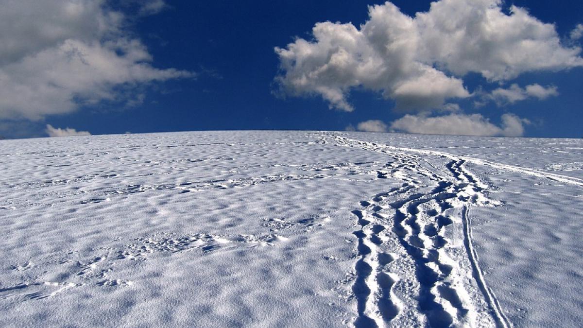 snow-tracks-63988_960_720.jpg