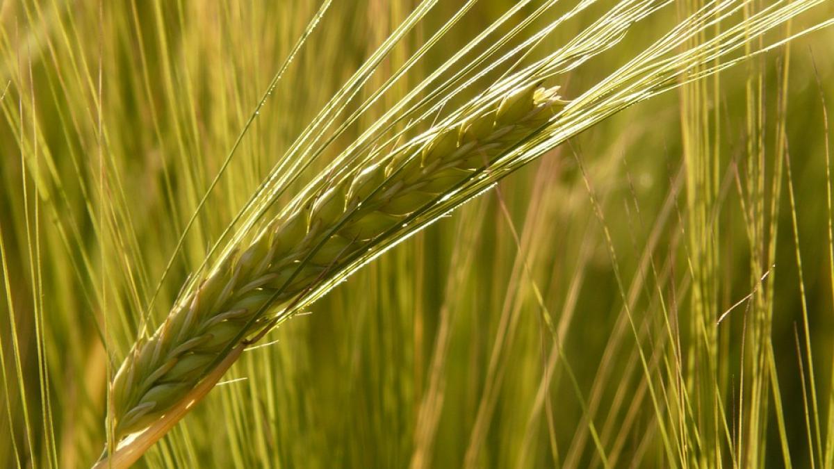 barley-field-8230_960_720.jpg