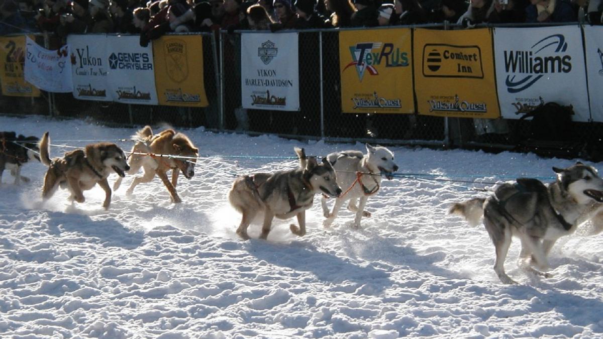 sled-dogs-1042199_960_720.jpg