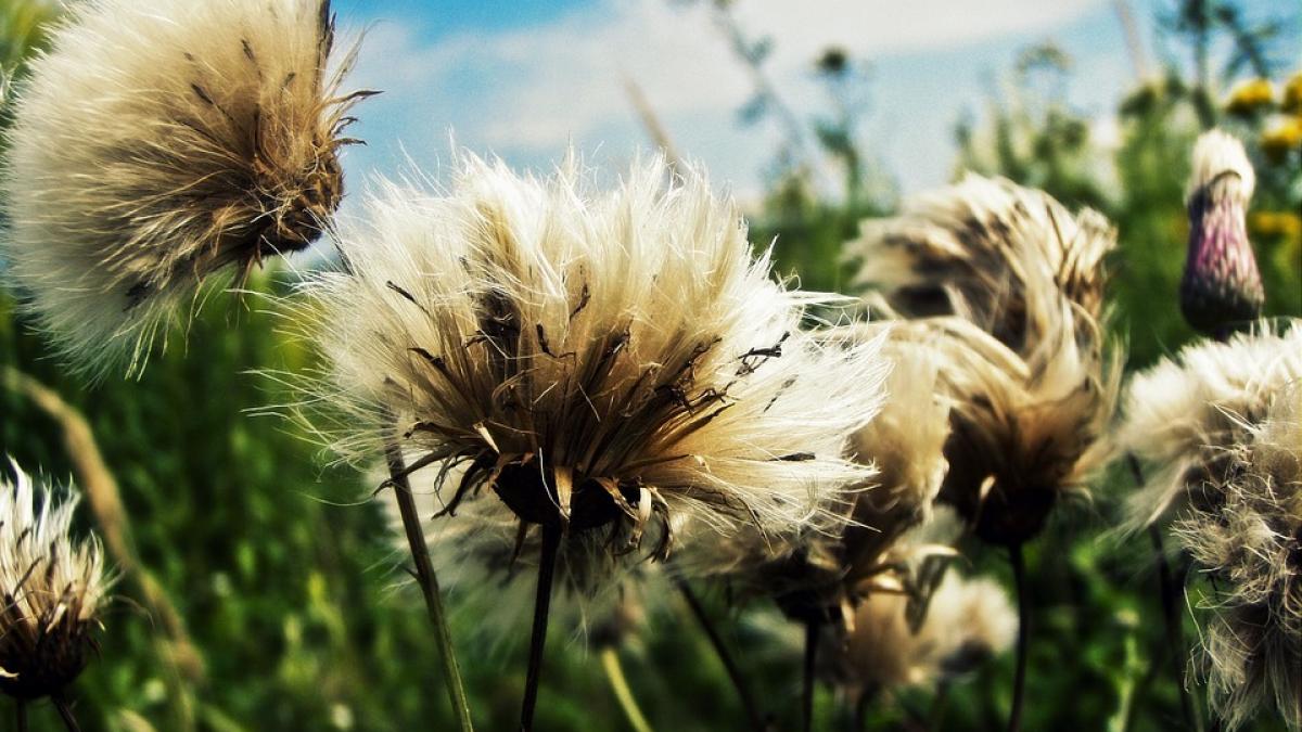 dandelions-987606_960_720.jpg