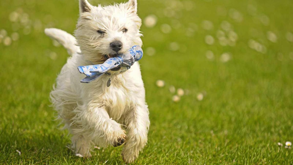 west-highland-white-terrier-cc7.jpg