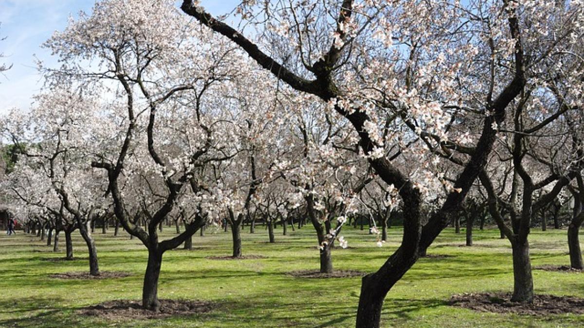 almond-trees-680725_640.jpg