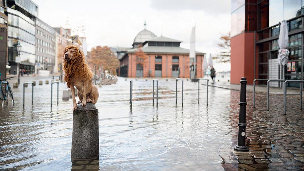 stray-dog-big-city-lion-grossstadtlowe-julia-marie-werner-16.jpg