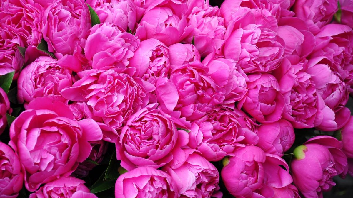 peonies-772217_1280.jpg