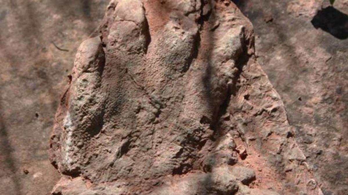 Isochirotherium-footprint-found-in-Olesa-de-Montserrat.jpg