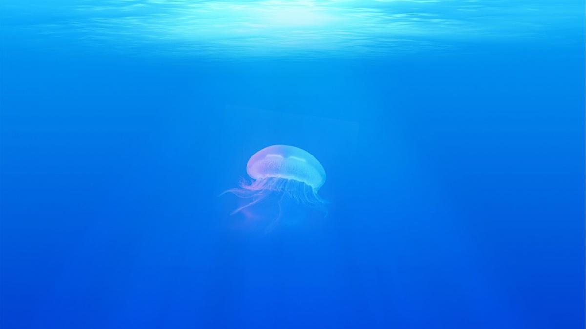 jellyfish-698521_960_720.jpg