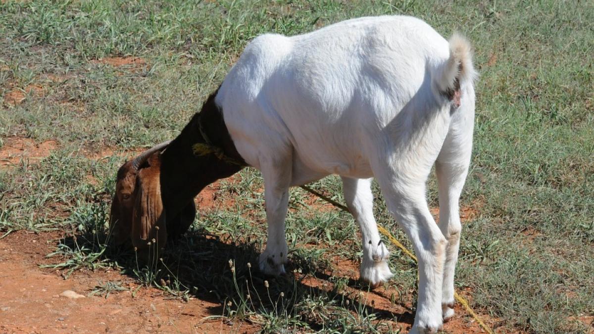 goat-996776_960_720.jpg