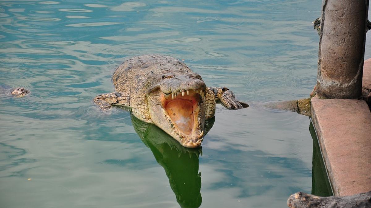 crocodile-993823_960_720.jpg