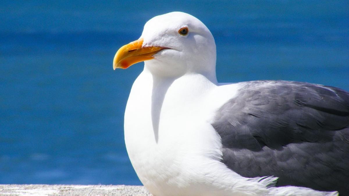 seagull-205528_960_720.jpg