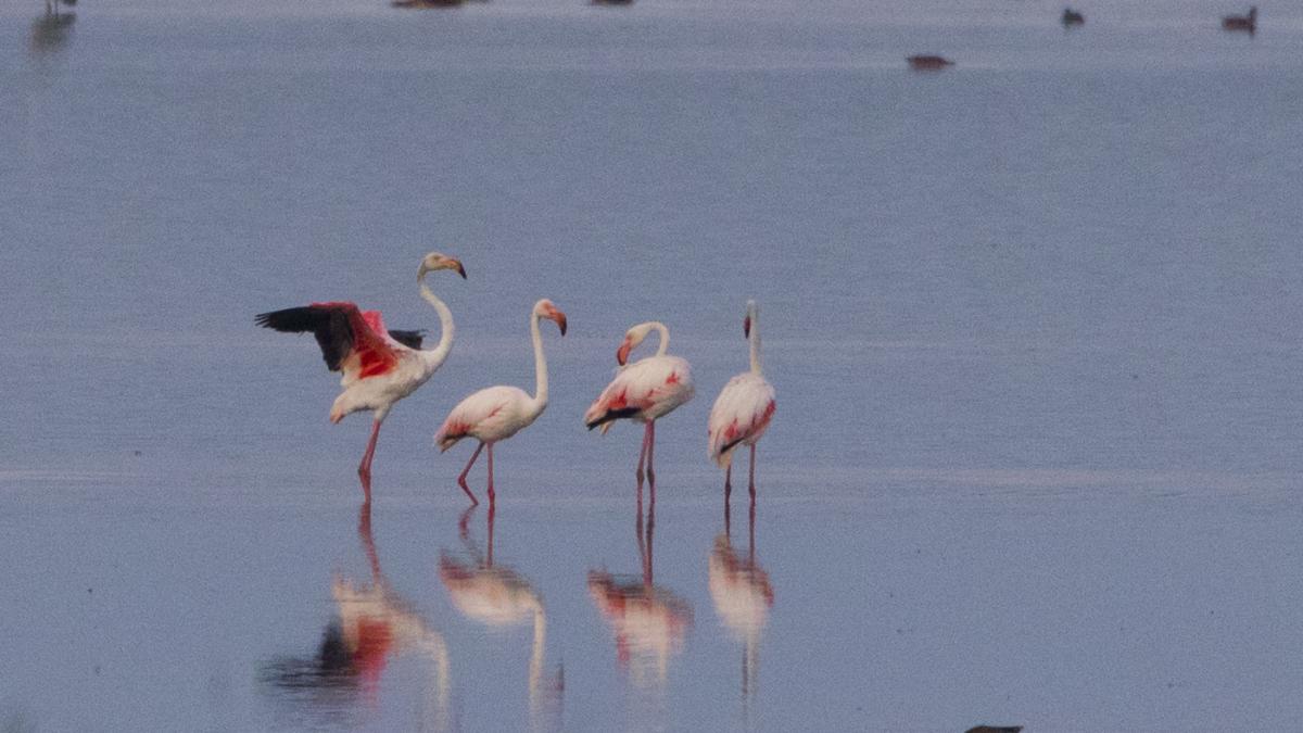 flamingo apa.jpg