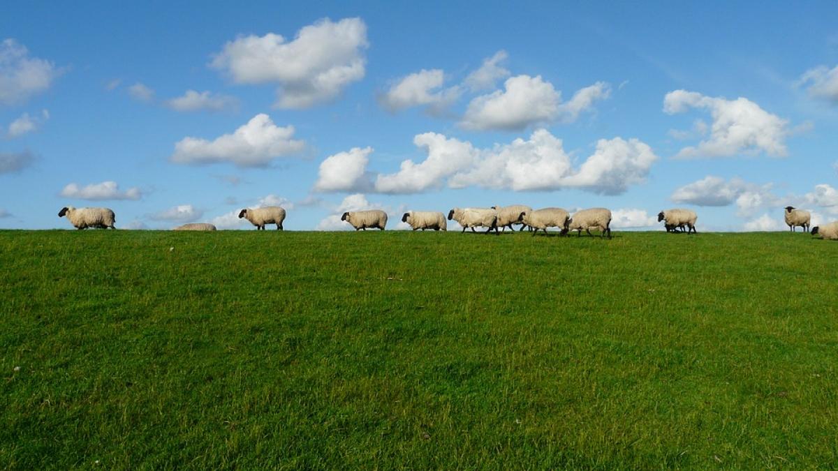 sheep-57706_960_720.jpg