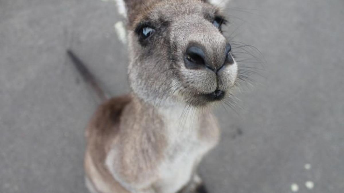 kangaroo-1149807_960_720.jpg