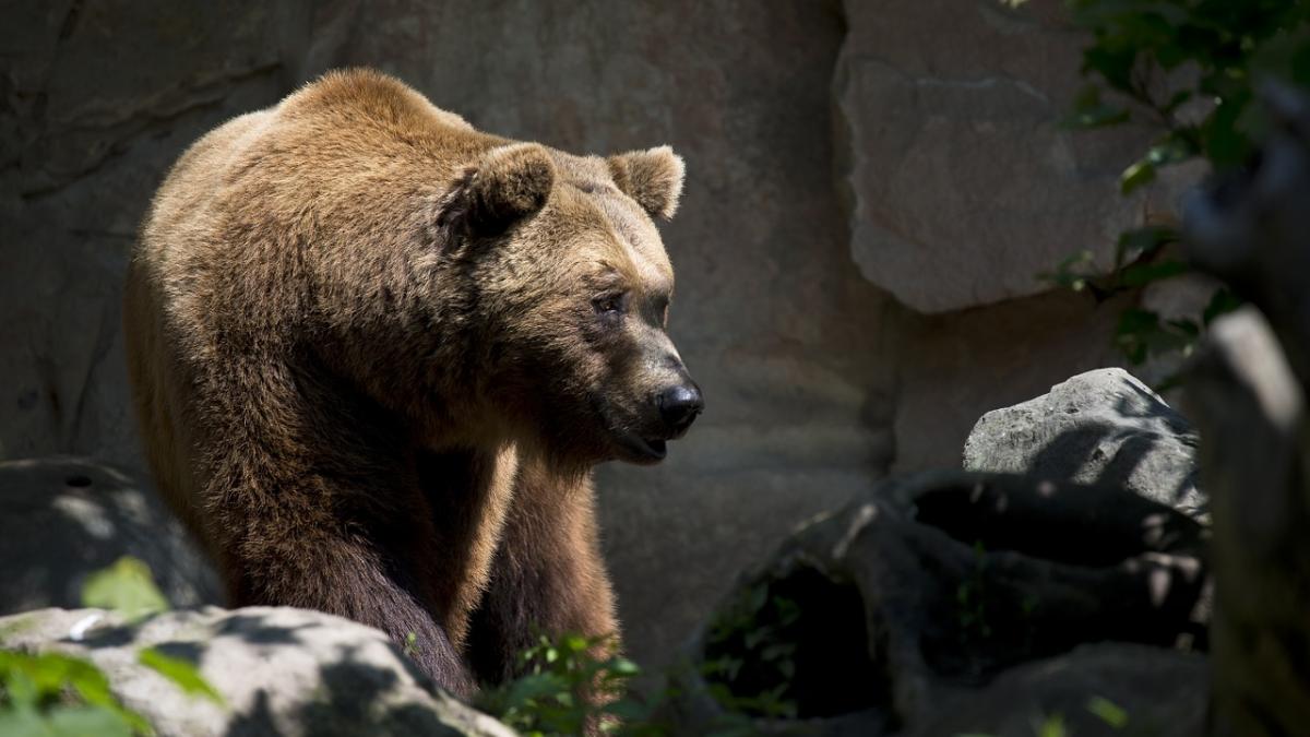 european-brown-bear-1482927_1280.jpg