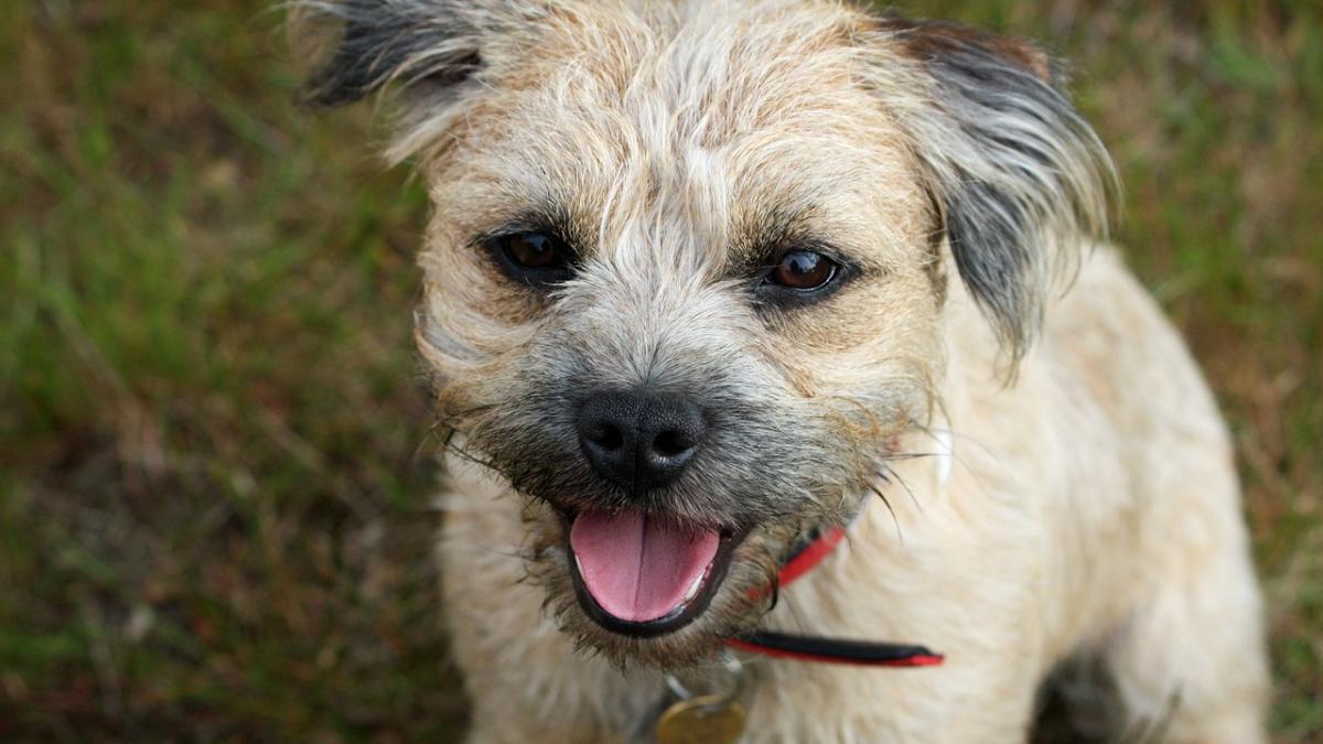 border-terrier-164079_1280.jpg