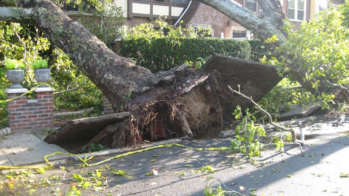 tree tornado 14340_1280.jpg