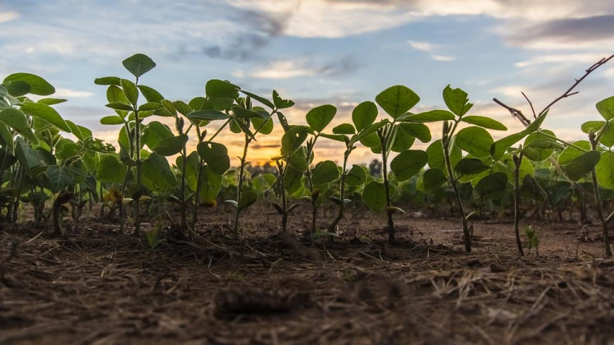 agricultura ecologica pixa.jpg