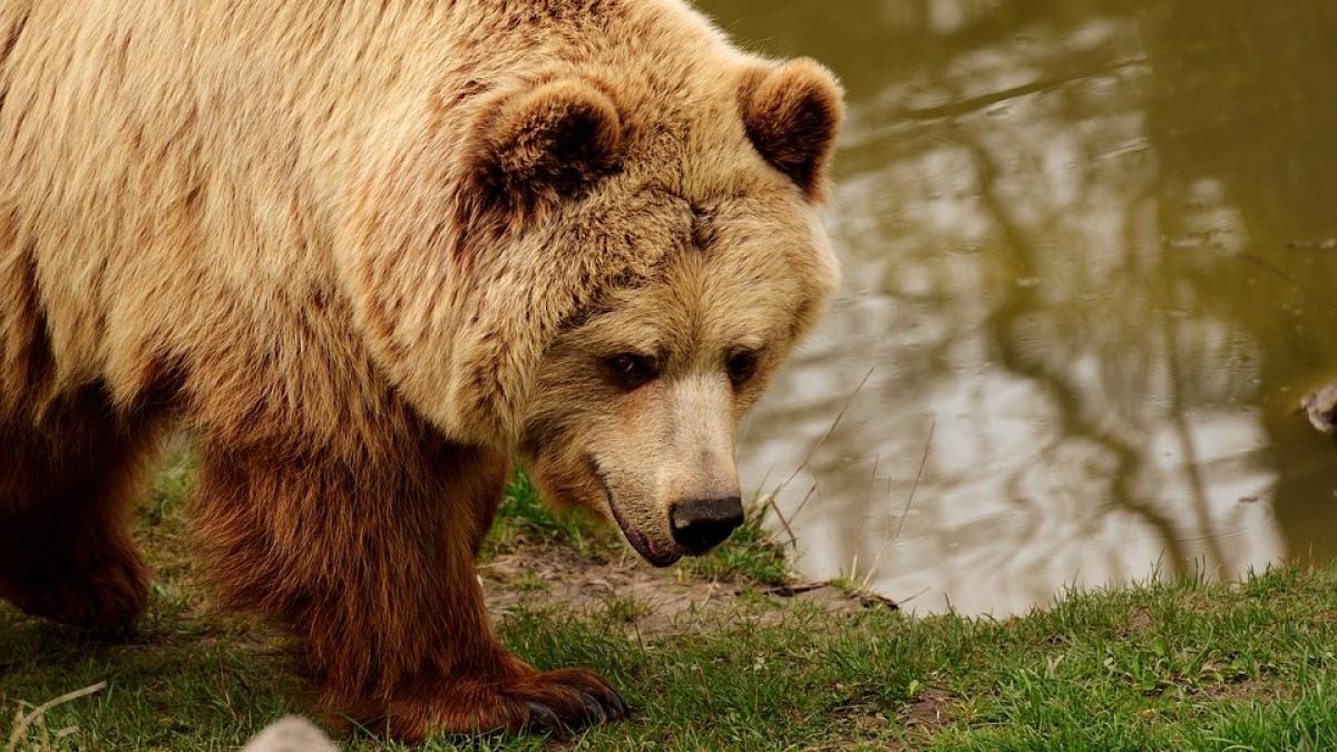 Alertă într-o comună din Dâmbovița. Un urs a fost văzut pe străzi, în timp ce copiii mergeau la școală