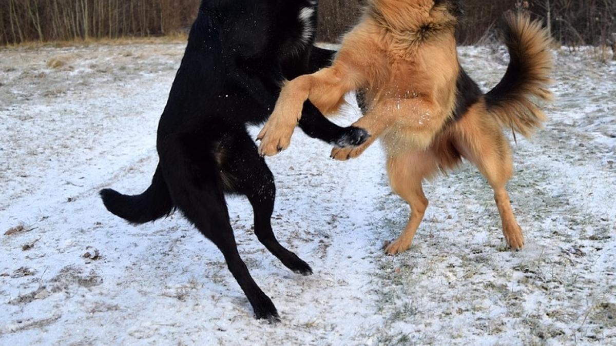 Scene de o cruzime înfiorătoare într-un cartier din Iaşi. Un maidanez este atacat cu sălbăticie de un câine de luptă - VIDEO