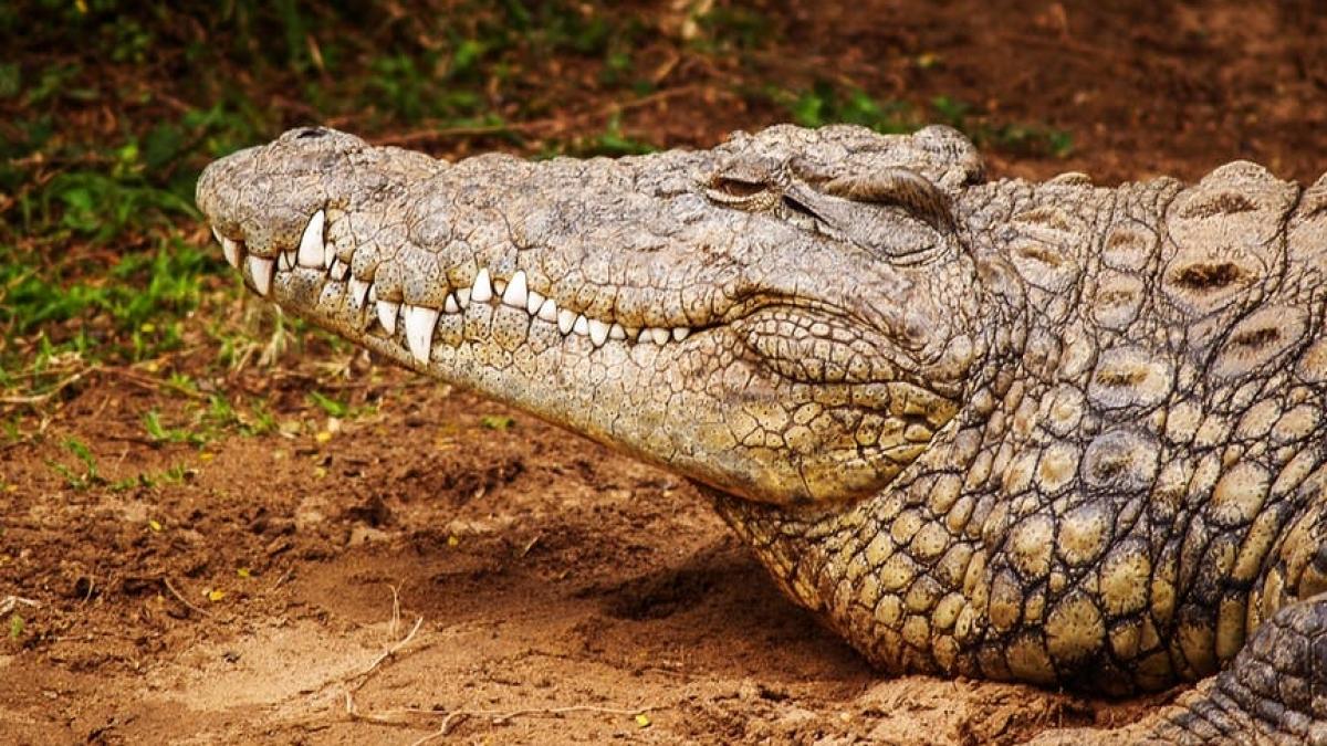 Curajul unui câine i-a uimit pe stăpâni. Incredibil ce a putut să facă atunci când a văzut că aceștia sunt atacați de un crocodil (VIDEO)