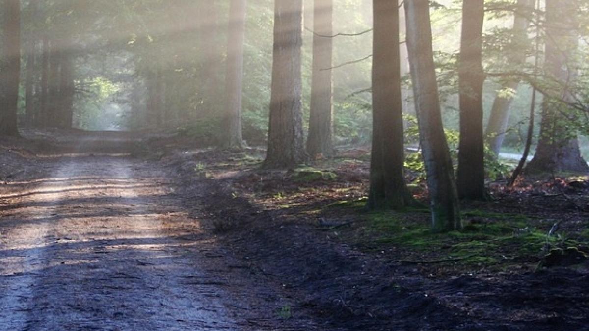 Descoperire incredibilă într-o pădure din Prahova! A mers să caute comori, dar a găsit ceva neașteptat