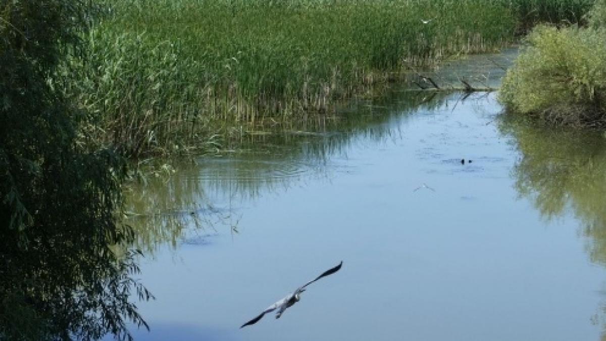 Alertă meteo! Cod portocaliu de inundaţii în Delta Dunării până pe 20 aprilie