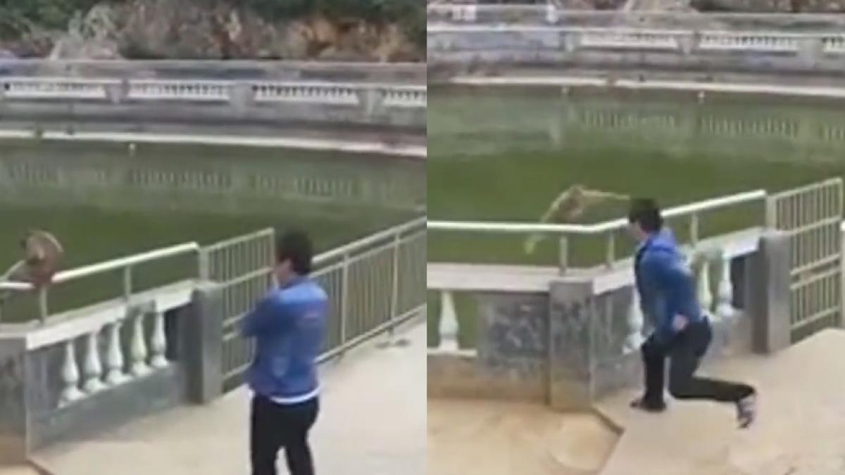 A mers la grădina zoologică și a împins o maimuță în apă. Ce a urmat pare desprins din filme - VIDEO