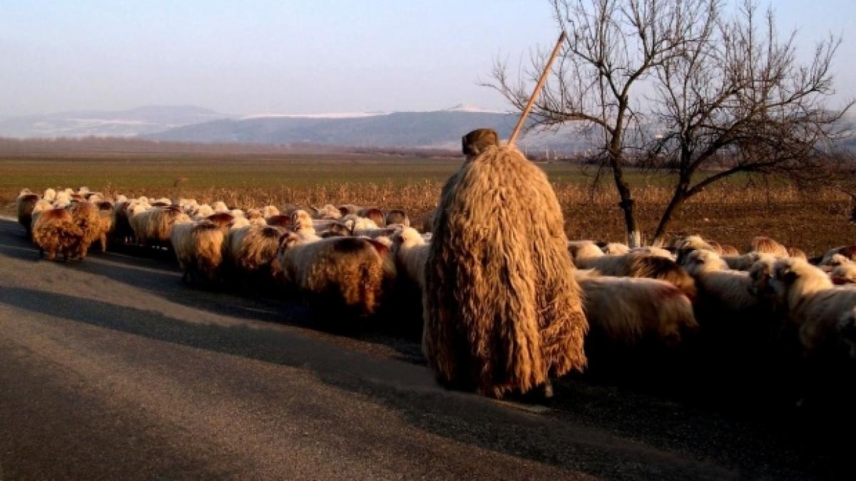 Crimă șocantă în județul Sibiu. Un  cioban şi-a ucis colegul mai în vârstă, lovindu-l în cap cu o bâtă