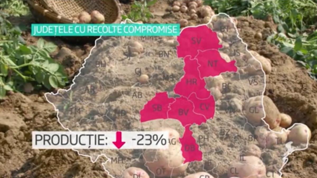 Cartofii, de trei ori mai scumpi din cauza ploilor abundente. Cât a ajuns să coste un kilogram